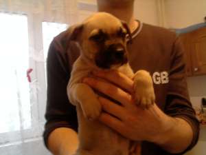 vand amstaff
