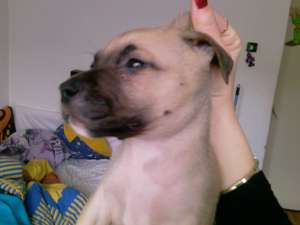 vand amstaff