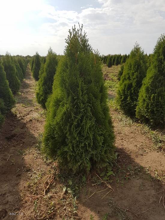 Vând tuia- magnolii- palmieri- tei- mesteacan- platani diferite varietăți