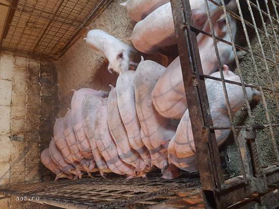 Porci de carne
