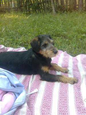 vand fox terrier