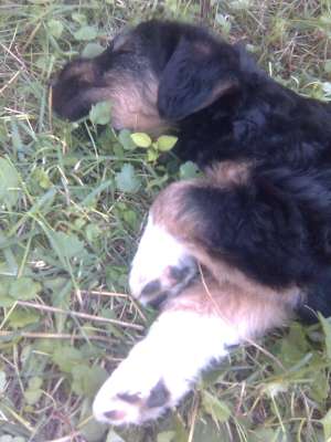 vand fox terrier