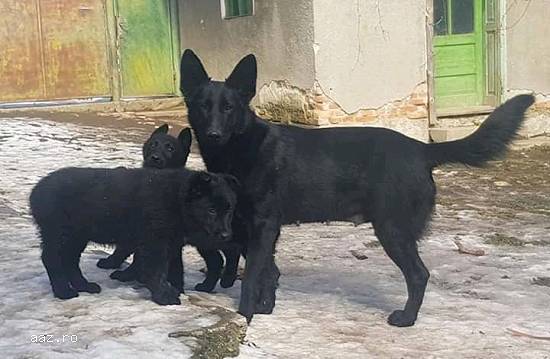 Dresaj canin la domiciliu