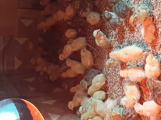 Disponibil pui de prepelita din rasa jumbo gold,  Giganta polară,  japoneză diferite virste.Oua de