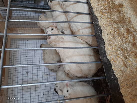 Disponibil pui de prepelita din rasa jumbo gold,  Giganta polară,  japoneză diferite virste.Oua de