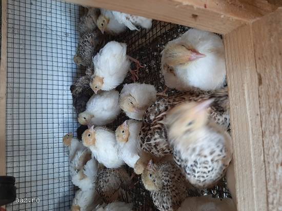 Disponibil pui de prepelita din rasa jumbo gold,  Giganta polară,  japoneză diferite virste.Oua de
