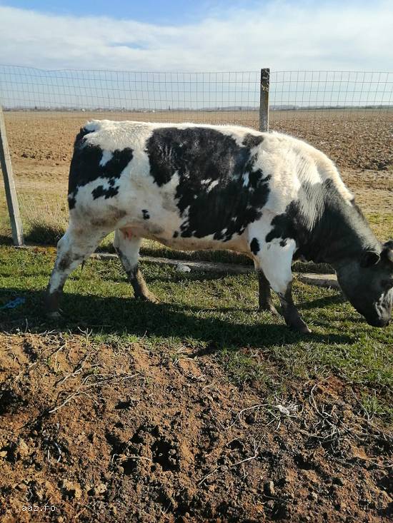 Vand juninci metis de Angus si Blue Belgique gestante