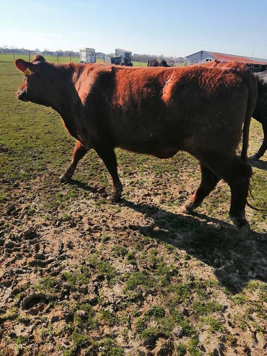 Vand juninci metis de Angus si Blue Belgique gestante