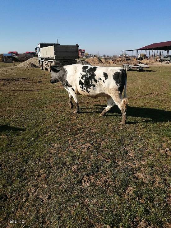 Vand juninci metis de Angus si Blue Belgique gestante