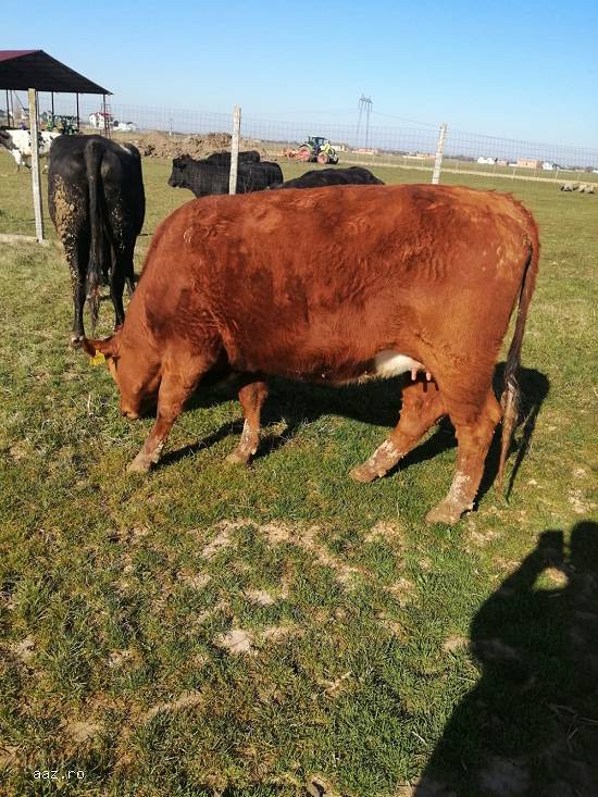 Vand juninci metis de Angus si Blue Belgique gestante