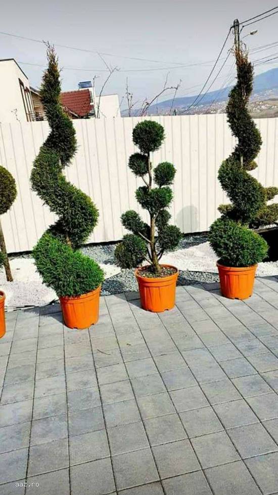 Plante
