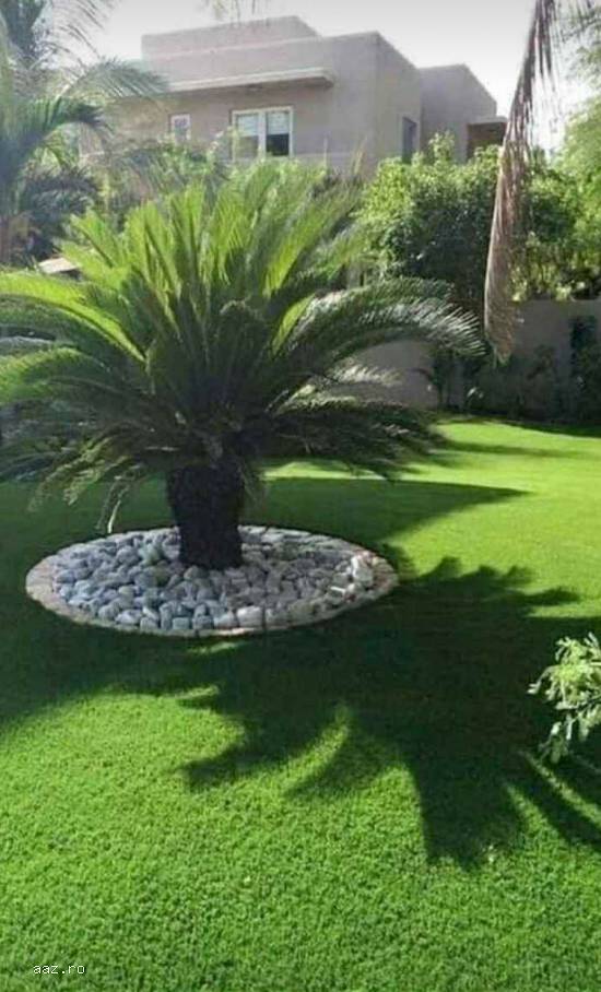 Plante