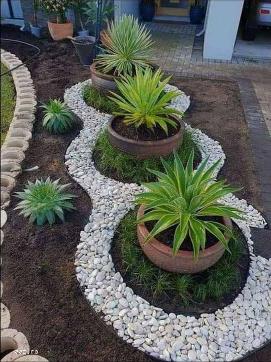 Plante