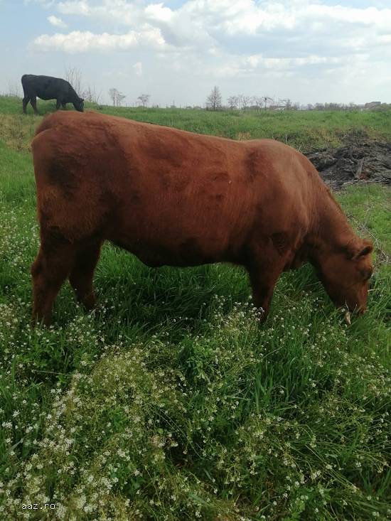 Vand juninci  Angus si Blue Belgique gestante
