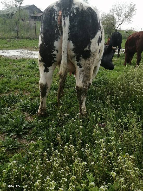 Vand juninci  Angus si Blue Belgique gestante
