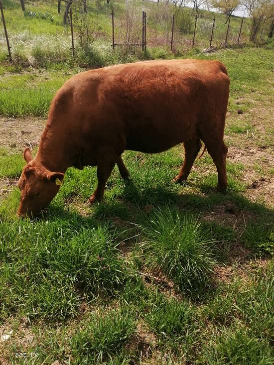 Vand juninci  Angus si Blue Belgique gestante