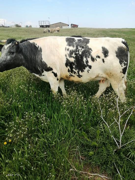 Vand juninci  Angus si Blue Belgique gestante