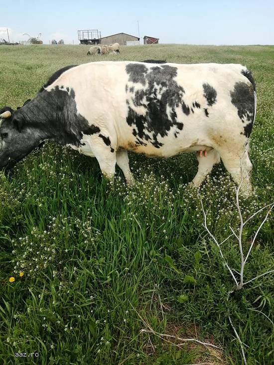 Vand juninci  Angus si Blue Belgique gestante