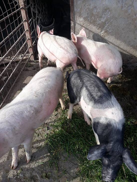Vand porci,   soldani,   crescuti la tara 30-40 kg