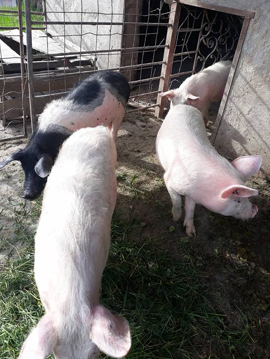 Vand porci,   soldani,   crescuti la tara 30-40 kg