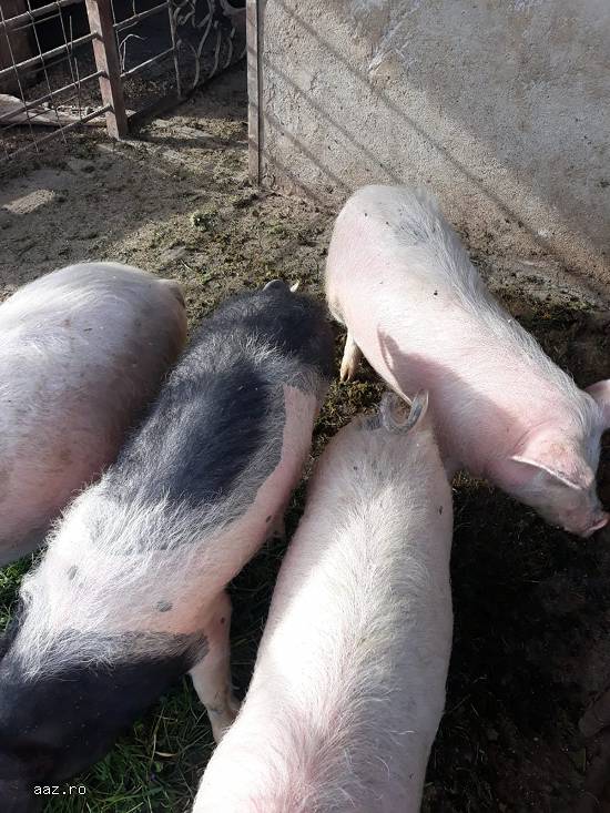 Vand porci,   soldani,   crescuti la tara 30-40 kg
