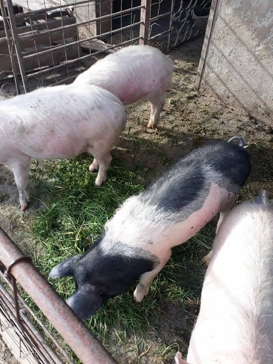 Vand porci,   soldani,   crescuti la tara 30-40 kg