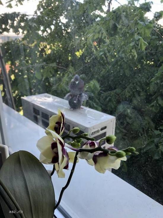 Ap 2 cam,   44mp,   ! Mai,   Bucuresti,   95000 euro