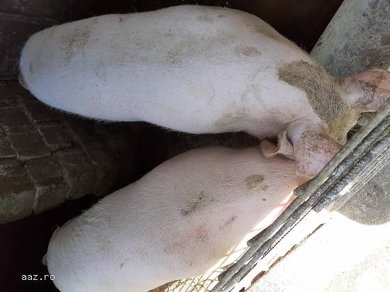 Porci de vânzare