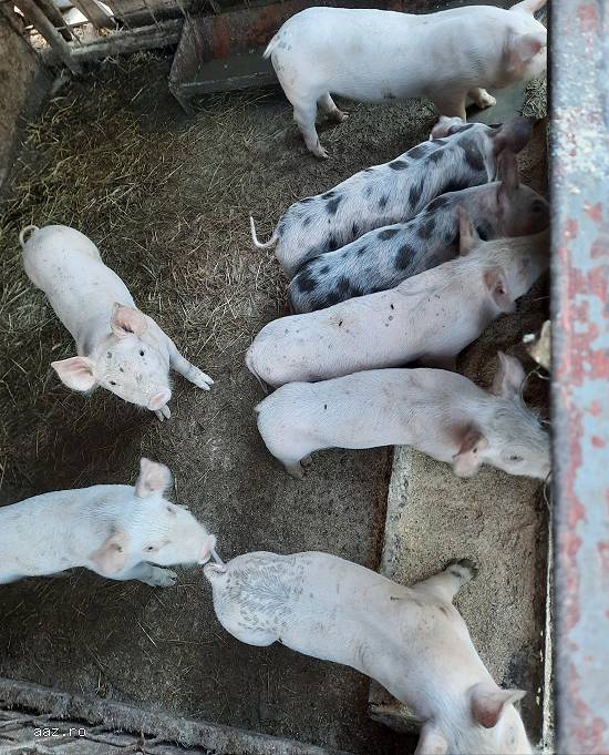 Purcei de vânzare