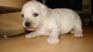 De vanzare pui Bichon Frize Alb
