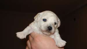 De vanzare pui Bichon Frize Alb