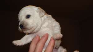 De vanzare pui Bichon Frize Alb