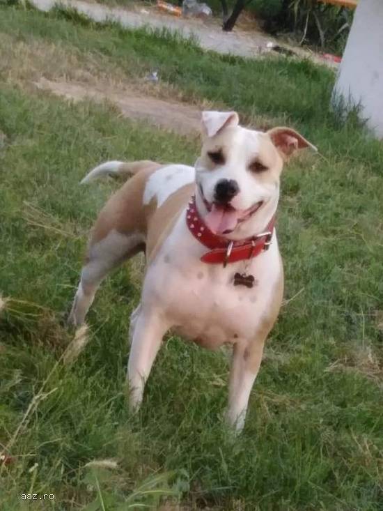 Pui amstaff