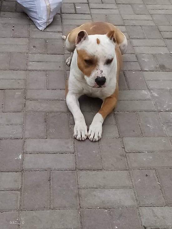 Pui amstaff