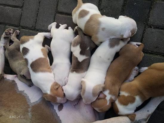 Pui amstaff