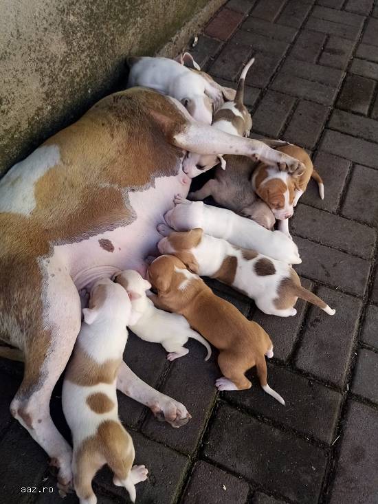 Pui amstaff