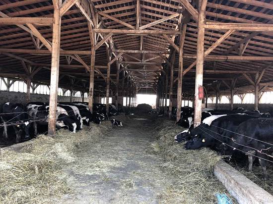 Fosta ferma bovine - Satu Mare