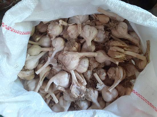 Usturoi românesc de vânzare nu usturoi chinezesc.