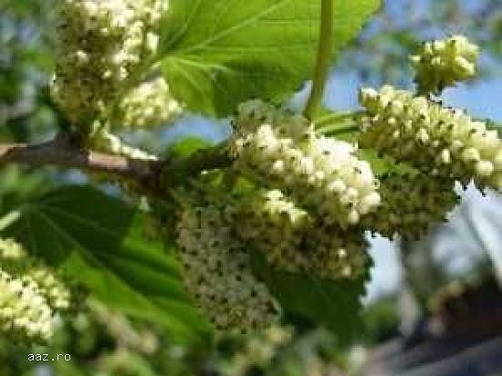 Dud alb - Morus alba