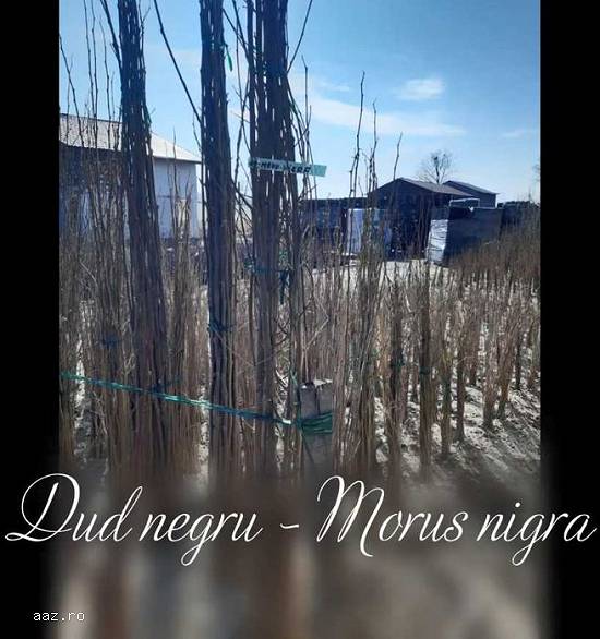 Dud negru - Morus nigra