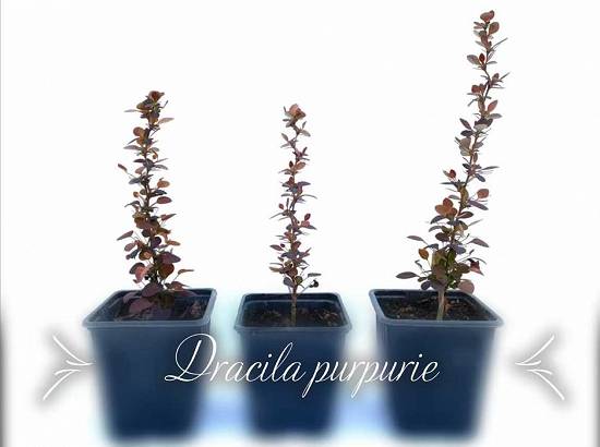 Dracila Purpurie