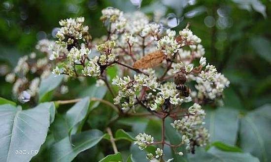 Evodia - Arborele de miere