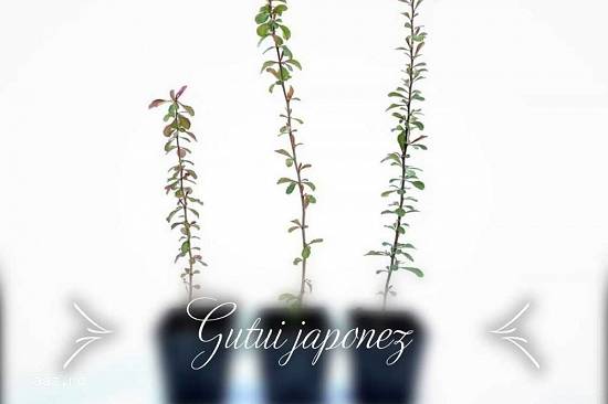 Gutui japonez roșu