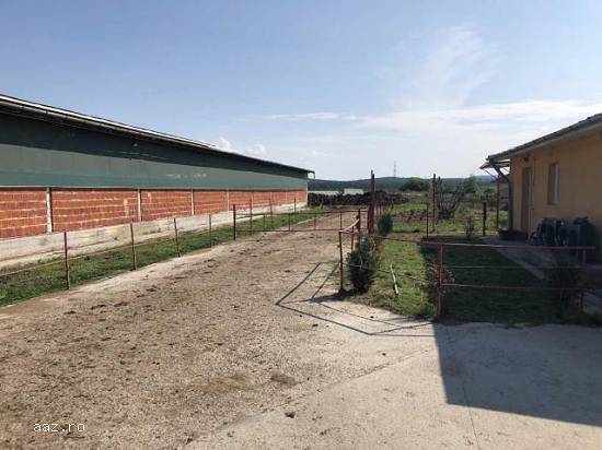 Lichidator judiciar vand ferma bovine - Satu Mare, 