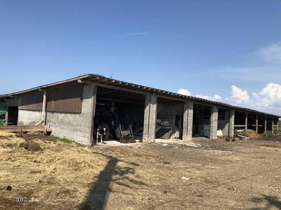 Lichidator judiciar vand ferma bovine - Satu Mare, 