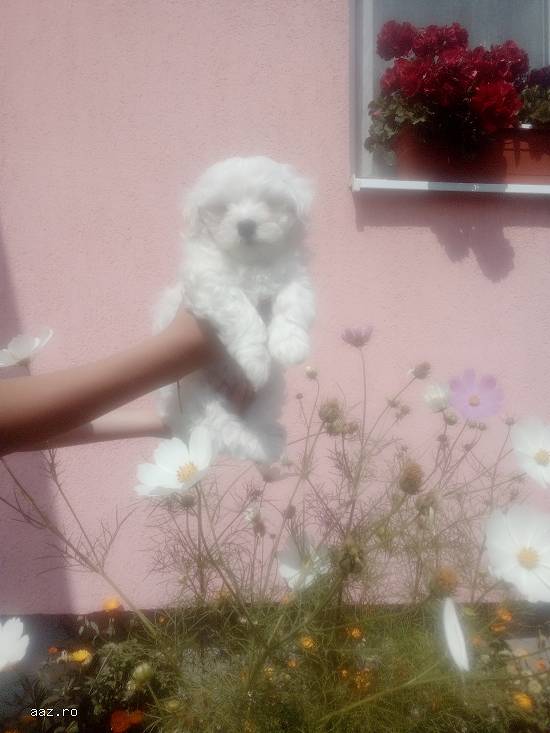 Cățeluși bichon maltez