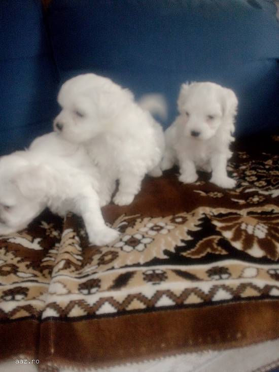 Cățeluși bichon maltez