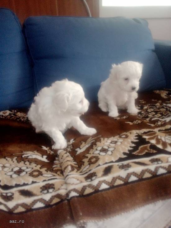Cățeluși bichon maltez