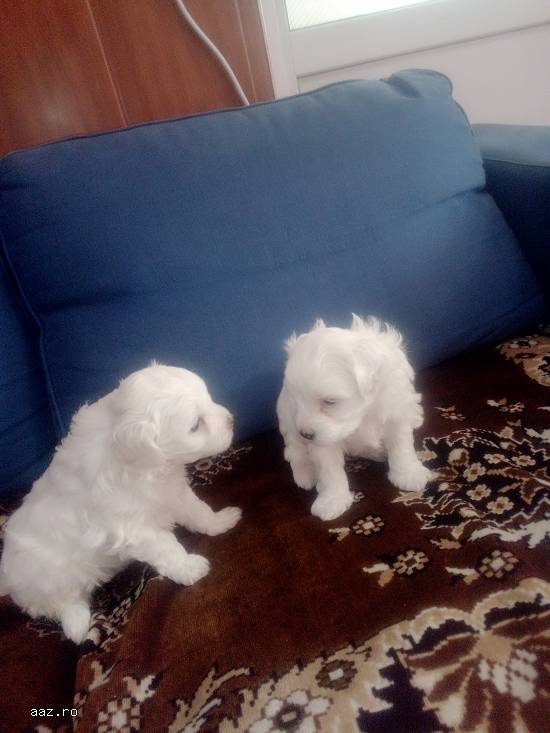 Cățeluși bichon maltez