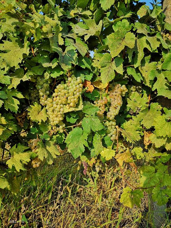 Struguri de Vin!! Viță nobilă